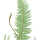 Polystichum setiferum - wikimedia commons