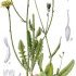 Crepis foetida - wikimedia commons