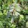 Euphorbia helioscopia - jeune pousse