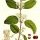 Lonicera xylosteum - wikimedia commons