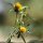 Bidens frondosa - inflorescence