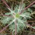 Eryngium campestre - inflorescence