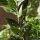 Ruscus aculeatus - floraison