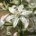 Loncomelos narbonensis - fleur