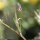 Ervum tetraspermum - inflorescence
