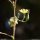 Lactuca serriola - inflorescence