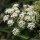Angelica sylvestris - inflorescence