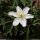 Anemone nemorosa - fleur