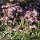 Chaenorrhinum origanifolium s. origanifolium - inflorescence