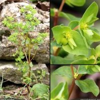 Euphorbe des jardins, Euphorbia peplus