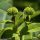 Euphorbia hyberna - fruits