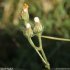Crepis foetida s. rhoeadifolia - involucre