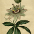 Passiflora caerulea - wikimedia commons