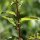 Lipandra polysperma - feuilles