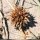 Cyperus capitatus - inflorescence