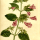 Clinopodium grandiflorum - wikimedia commons