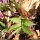 Lathyrus vernus - feuille