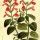 Salvia microphylla - wikimedia commons