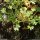 Saxifraga geranioides - feuilles