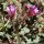 Chaenorrhinum origanifolium s. origanifolium - fleurs