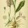 Dactylorhiza maculata - wikimedia commons