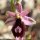 Ophrys bertolonii - Fleur
