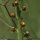 Agrimonia eupatoria - bouton