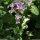 Cardamine raphanifolia - inflorescence