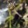 Luzula sylvatica - inflorescence