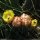 Opuntia ficus-indica - fleur