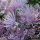 Thalictrum aquilegiifolium - fleurs