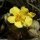 Verbascum thapsus - fleur