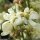 Verbascum lychnitis - fleur