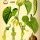 Aristolochia clematitis - wikimedia commons