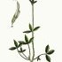 Trifolium montanum - wikimedia commons