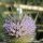 Dipsacus fullonum - fleur