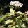 Viburnum tinus - inflorescence