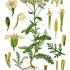 Achillea millefolium - wikimedia commons