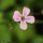 Geranium robertianum - Fleur