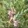 Vicia pannonica var. purpurascens - inflorescence