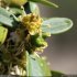 Buxus sempervirens - fleur femelle