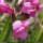 Pedicularis cenisia - fleur