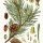 Pinus sylvestris - wikimedia commons