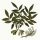 Fraxinus angustifolia - wikimedia commons