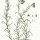 Helichrysum stoechas - wikimedia commons