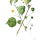 Abutilon indicum - wikimedia commons
