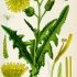 Sonchus arvensis - wikimedia commons