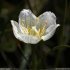 Parnassia palustris - fleur