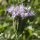 Phacelia tanacetifolia - inflorescence