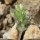Arenaria serpyllifolia - inflorescence